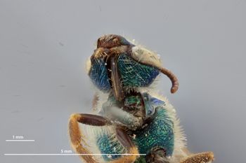 Media type: image;   Entomology 548 Aspect: head frontal view